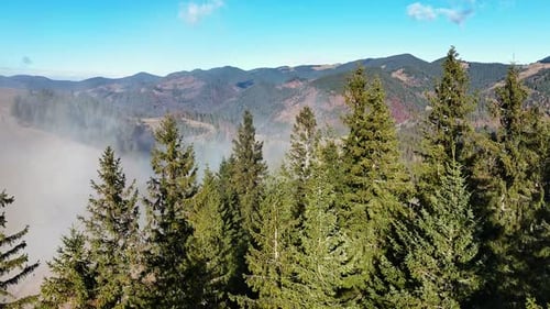 Aerial View of Pine Forest in the Mountains Under Thick Morning Fog Peaks