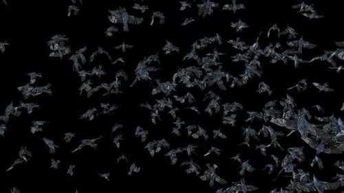 Swarm of Flying Crows Animation