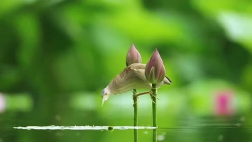 Small Bird Perches on Waterlily Stems