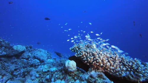 Reef Coral Garden Underwater