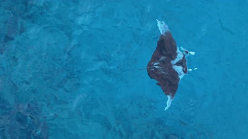 El agua cristalina y brillante refracta la silueta de una mantarraya que desciende al océano
