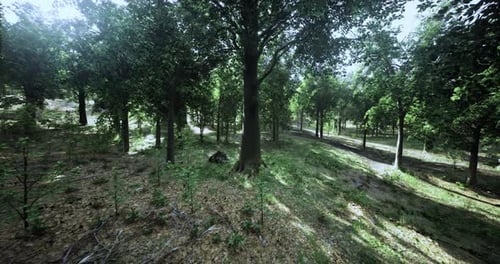 Sunlight Filtering Through Trees in a Serene Forest Landscape During Daytime