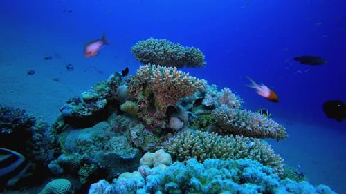 Coral Reef with Tropical Fish Swimming in Blue Water