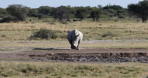 Endangered White rhinoceros (Ceratotherium simum) roaming Khama Rhino Sanctuary, Botswana.