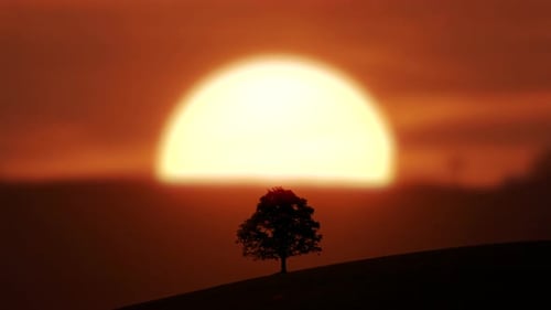 Time Lapse of Single Tree Standing in Landscape Hill Nature Scenery Outdoors
