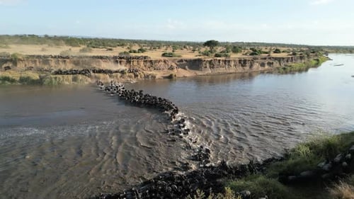 Wild beast migration in serengeti Tanzania