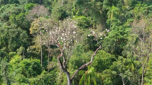 Cotton tree adorned with blooming white flowers in the heart of dense forest.