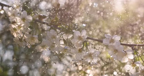 Cherry blossom period. Drops of spring rain fall on a cherry blossom. Shot on super slow motion