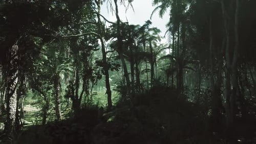 Lush Vietnam Jungle with Dense Tropical Vegetation and Serenity