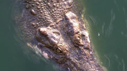 Crocodile Swims in the Green Marshy Water Muddy Swampy River Thailand Asia