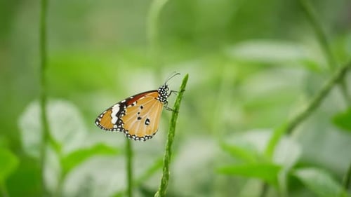 Ein Schmetterling sitzt auf Gras und Blättern in einem Garten