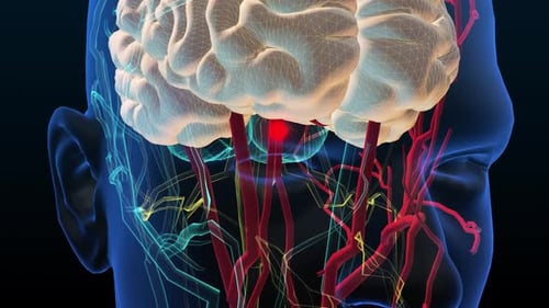 3D Animation of Human Brain and Circulatory System with Highlighted Area