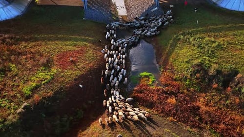 Aerial drone view of a large flock of sheep crossing a shallow stream under a bridge in rural Moldov