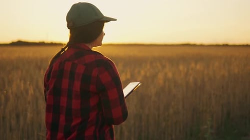 A Woman Agronomist with a Tablet in Her Hands Looks at the Harvest on the Field