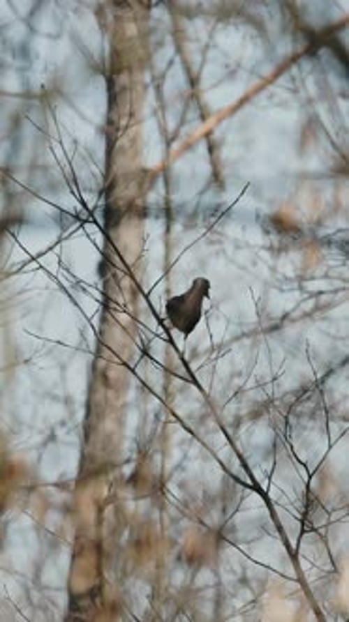 Der Eichelhäher Garrulus Glandarius ist