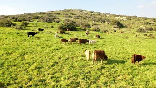 Cow herd on green hill- aerial view