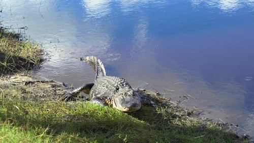 Alligator on Lake Bank in Florida Wetlands Reptilian Predator Native to USA South