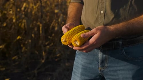Close up of farmer hands examining corn crop during sunset before harvest in field.
