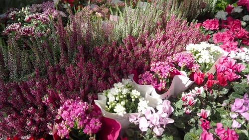 Flower Shop in Istanbul Flower Display for Selling at Street Shop