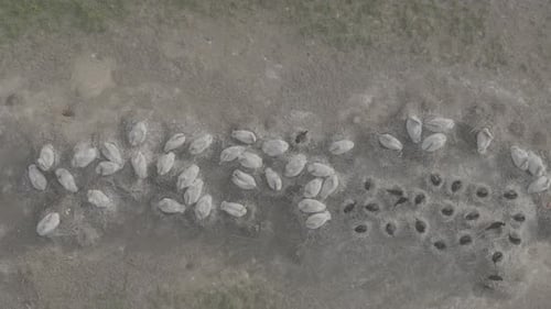 Nesting Colony of Curlew Pelicans Wild Birds Incubating Eggs on Nests An Aerial View of the Pelican