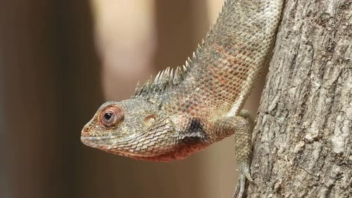Lizard Scales and Reptilian Details in a Close Up