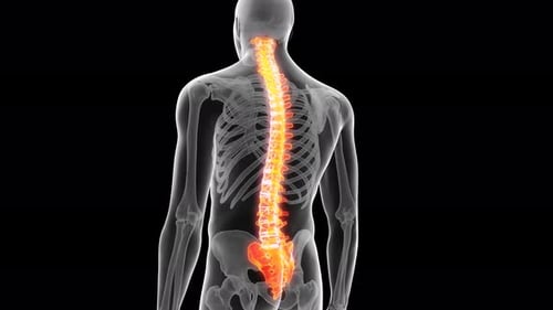 Anatomie des glühenden menschlichen Rückenmarks, dargestellt in einer Skelettstruktur