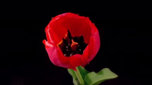 Red Tulip Blooming in Time-Lapse on Black