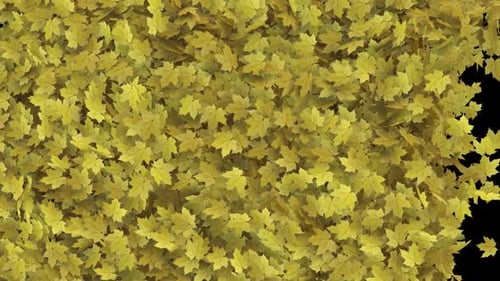 Übergang von Maple Leaves auf Alpha