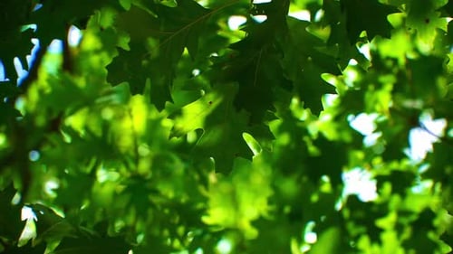 Green oak tree branch with bokeh, sun shining through with lens flare