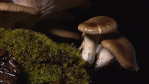 Close up of small wet homegrown mushrooms dripping on black background