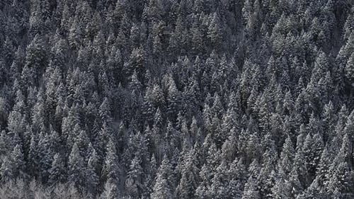 Winter Christmas Trees wonderland frosted Rocky mountainside forest snowy meadow valley aerial drone