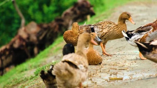 Flock of various Ducks waddling and relaxing. Waterfowl of Bangladesh