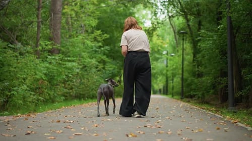 Woman Gently Caresses Dog Peacefully Woman Comforts Her Dog On Leafy Trail Woman With Gentle Touch