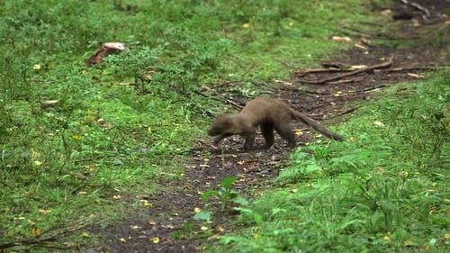Hermine qui court et saute dans la forêt
