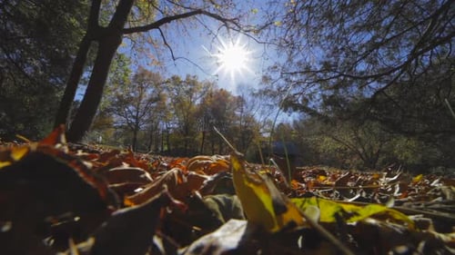 Dense Falling Leaves On Countryside Forest With Bright Sunlight During Sunset. Low Angle, Closeup