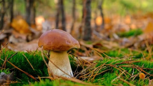Mushroom Picking in the Forest Selective Focus