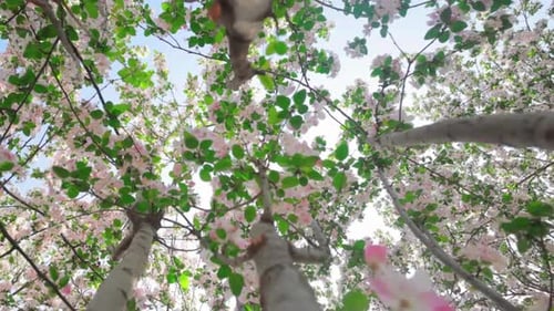 Cinematic And Majestic View Of Springtime And Flowering Trees
