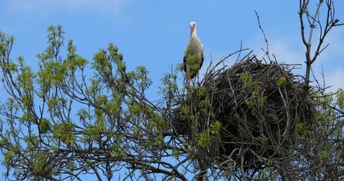 Cigogne blanche (Ciconia ciconia), debout sur son nid. La Camargue, sud de la France