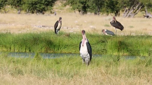 Marabou Storks In Natural Habitat - Etosha National Park