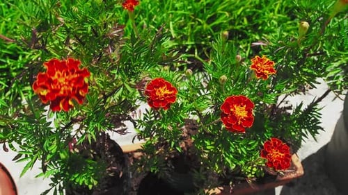 Marigolds has a beautiful vivid orange colour that will brighten your garden.