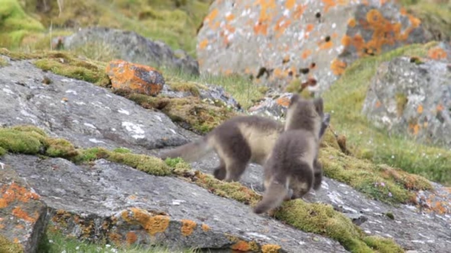 Arctic fox on the rocks, Nature Stock Footage ft. arctic fox & fox - Envato