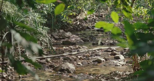 Rocky stream flowing through lush tropical forest jungle