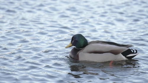 Green-headed Mallard Duck annoyed by other ducks landing in the water