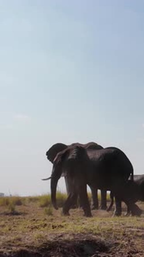 Africans Elephants At Chobe National Park In Kasane Botswana.