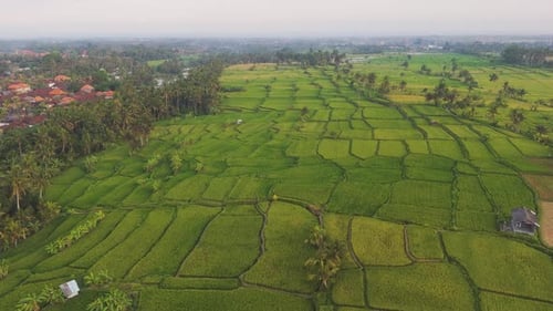 Rice Terraces and Palm Trees Stretching Towards Misty Horizon in Lombok