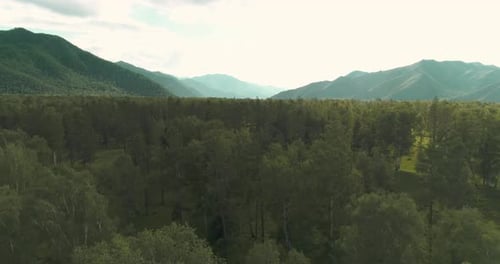Aerial View Low Flight Above Evergreen Pine Tree Landscape with Endless Mountain Forest at Sunny