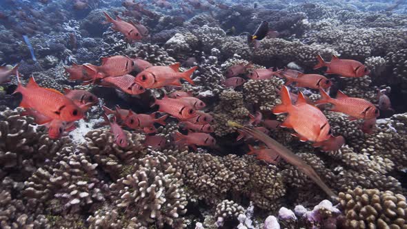 Red Soldier fish and trumpet fish in clear water on a tropical coral ...