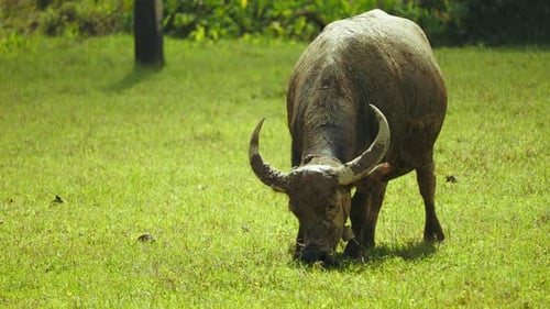 Mudcovered water buffalo grazing vibrantly green tropical pasture during sunny daytime. Large adult