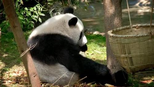 Giant Panda Eating Bamboo in Natural Habitat