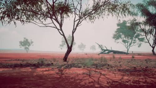 A Serene Field with a Cluster of Majestic Trees in the Center